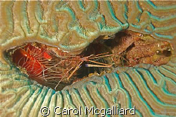 Found this arrow crab lurking in a hole in the coral. Onl... by Carol Mcgalliard 